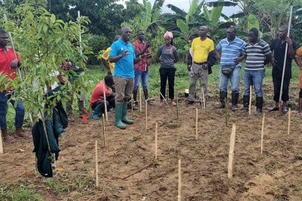 revamp-of-the-coffee-value-chain-in-liberia